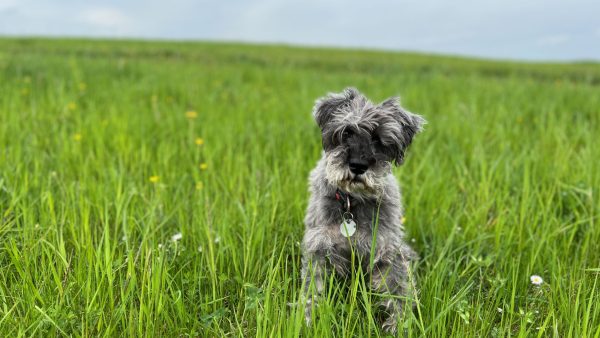 Der Zwergschnauzer Linus vom Kolbenweiher auf einer grünen Wiese