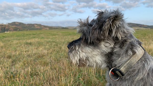 Porträtfoto von dem Zwergschnauzer Linus vom Kolbenweiher