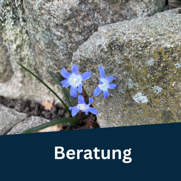 Sternblume in der Mauer für Beratung